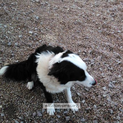 Photo 1/1 Chien retrouvé Perdu à Avoise