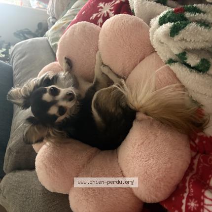 Photo 1/1 Chien retrouvé Perdu à Hardinghen