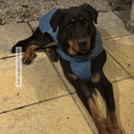 Photo de chien perdu à Meximieux