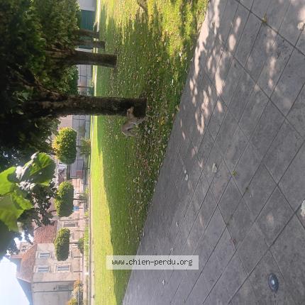 Photo 1/1 Chien retrouvé Trouvé à Escamps