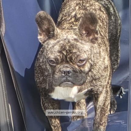 Photo 1/1 Chien retrouvé Perdu à Le grais