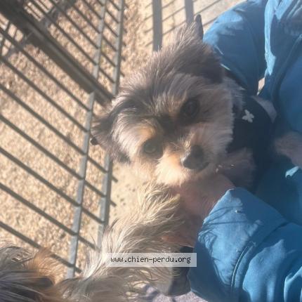 Photo 1/1 Chien retrouvé Perdu à Courbevoie