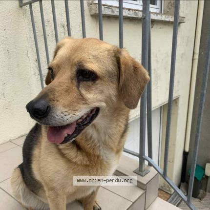 Photo de chien trouvé à Boulogne Sur Mer