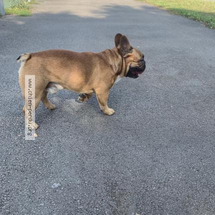 Photo 1/1 Chien retrouvé Trouvé à Chauray