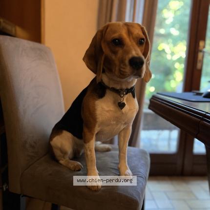 Photo de chien perdu à Limours