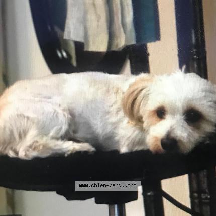 Photo 1/1 Chien retrouvé Perdu à Saint feliu d avall