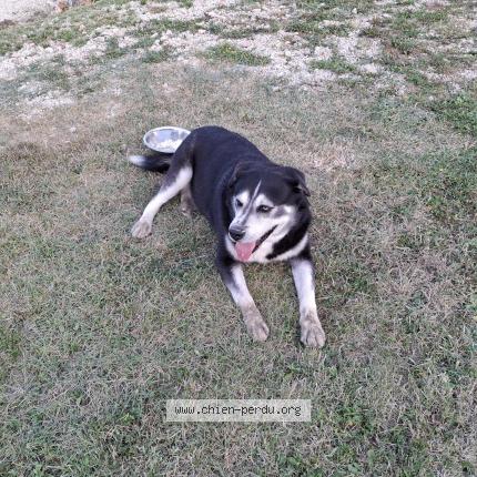 Photo de chien trouvé à Varages