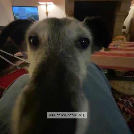 Photo 1/1 Chien retrouvé Perdu à Bethines