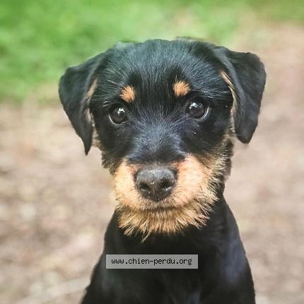 Photo de chien perdu à Poitiers