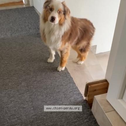 Photo 1/1 Chien retrouvé Perdu à Montfaucon