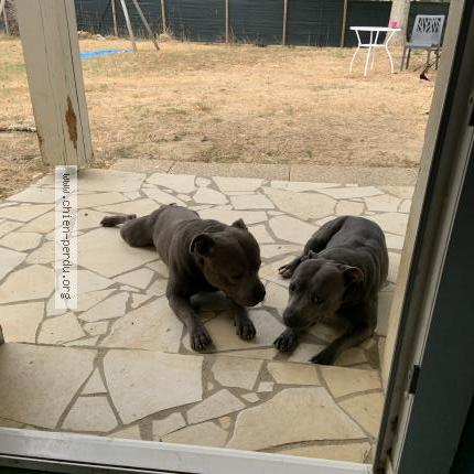 Photo 1/1 Chien retrouvé Perdu à Villematier