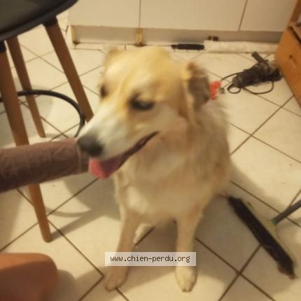 Photo 1/1 Chien trouvé Trouvé à Tourriers