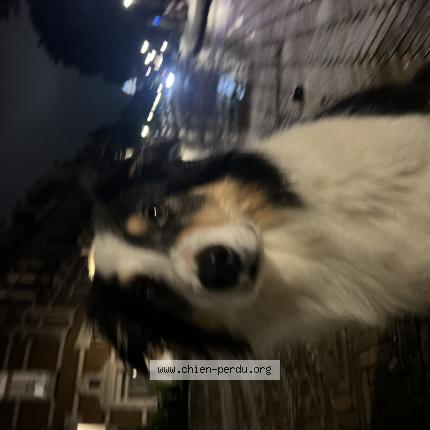 Photo 1/1 Chien retrouvé Perdu à Orry le ville