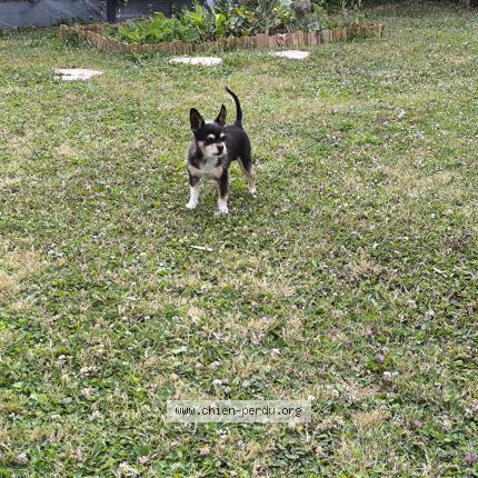 Photo de chien trouvé à Saint Andre Des Eaux