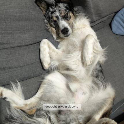 Photo 1/1 Chien retrouvé Perdu à Vaulx en velin