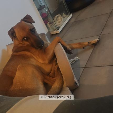 Photo 1/2 Chien retrouvé Perdu à Grevillers