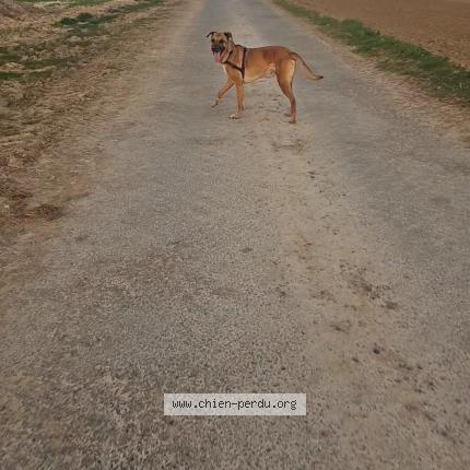 Photo 2/2 Chien retrouvé Perdu à Grevillers