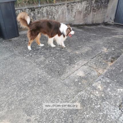 Photo 1/1 Chien retrouvé Trouvé à Bousbach