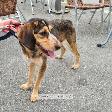 Photo 1/1 Chien retrouvé Trouvé à Fanjeaux