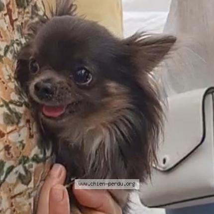 Photo 1/1 Chien retrouvé Perdu à Saint cyr au mont d or