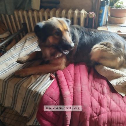 Photo de chien perdu à Villemain