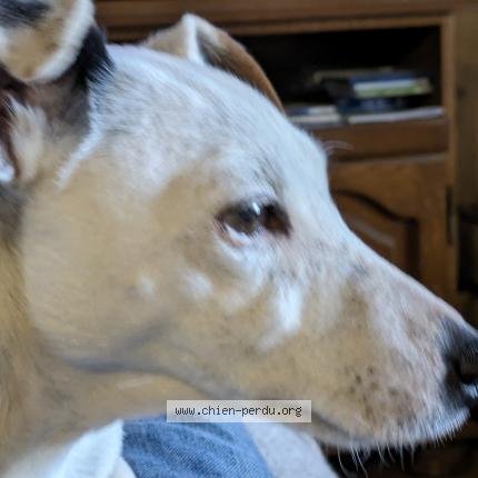 Photo de chien perdu à Les Abrets En Dauphine