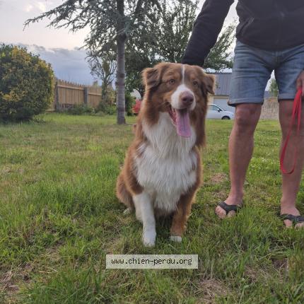 Photo de chien trouvé à Dragey