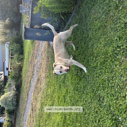 Photo 1/1 Chien retrouvé Trouvé à Saint sulpice et cameyrac