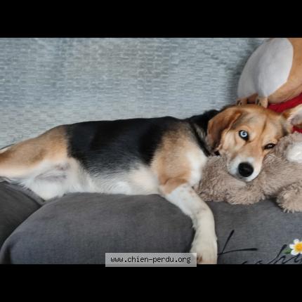 Photo 1/1 Chien retrouvé Perdu à Lorient