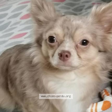 Photo 1/1 Chien retrouvé Perdu à Cordebugle