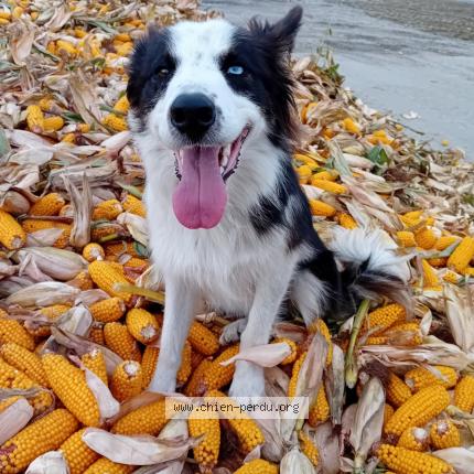 Photo 1/1 Chien retrouvé Perdu à Magescq