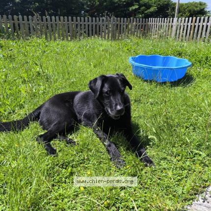 Photo 1/1 Chien retrouvé Perdu à Toutens