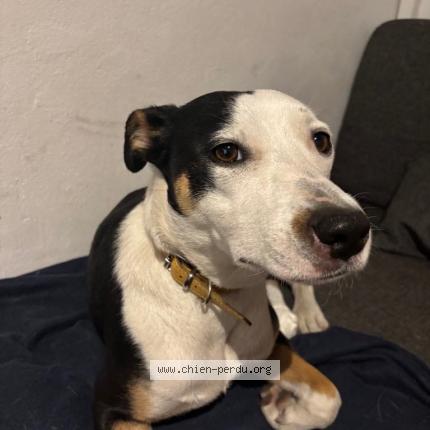 Photo 1/1 Chien retrouvé Perdu à Ambares et lagrave