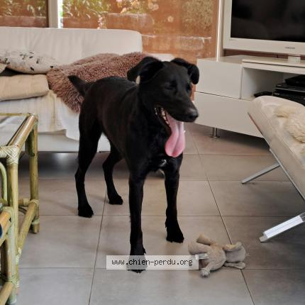 Photo 1/1 Chien retrouvé Trouvé à Champcey