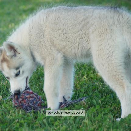 Photo 1/3 Chien retrouvé Perdu à Saint quentin les anges