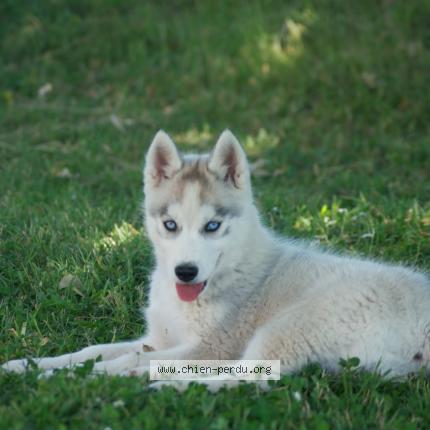 Photo 2/3 Chien retrouvé Perdu à Saint quentin les anges