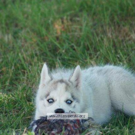 Photo 3/3 Chien retrouvé Perdu à Saint quentin les anges