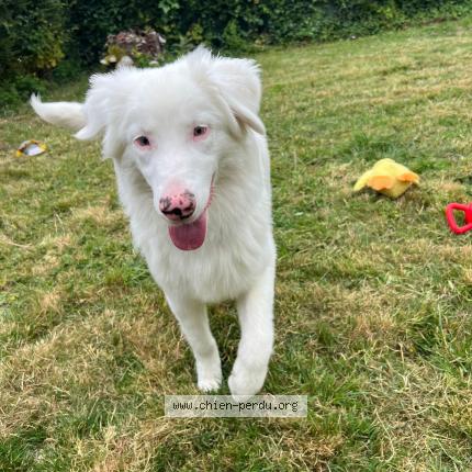 Photo 1/1 Chien retrouvé Perdu à Marseille en beauvaisis