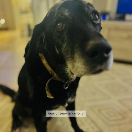 Photo de chien perdu à Nezignan L Eveque