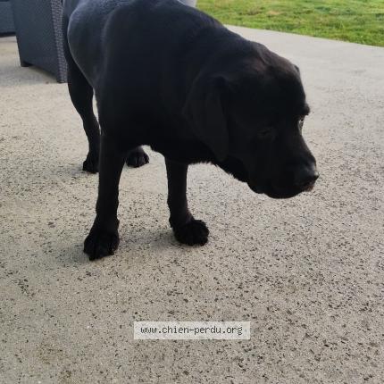 Photo 1/1 Chien retrouvé Perdu à Aizenay