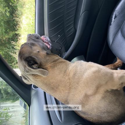 Photo 1/1 Chien retrouvé Perdu à Montauban