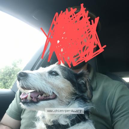 Photo 1/1 Chien retrouvé Trouvé à Sarzeau kerentre