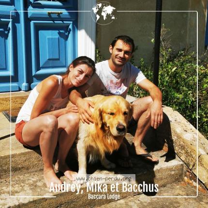 Photo 1/1 Chien retrouvé Perdu à Rion des landes