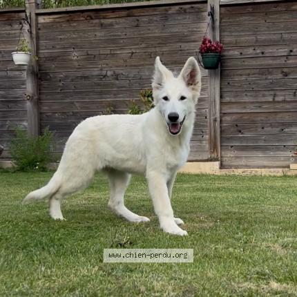 Photo 1/1 Chien retrouvé Perdu à Fay les nemours