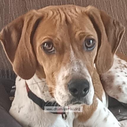 Photo 1/1 Chien retrouvé Perdu à Rocbaron