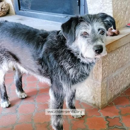 Photo 1/1 Chien retrouvé Perdu à Saint genes du retz