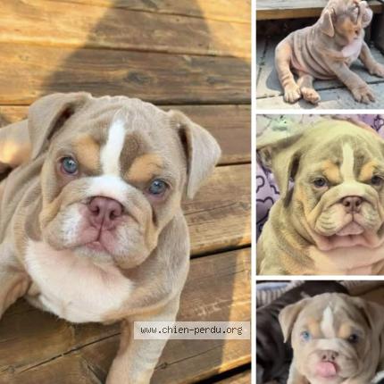 Photo 1/1 Bertha Chien perdu à Montreal nord