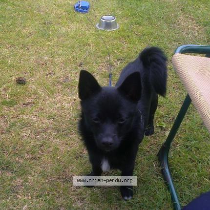 Photo de chien perdu à Vertou