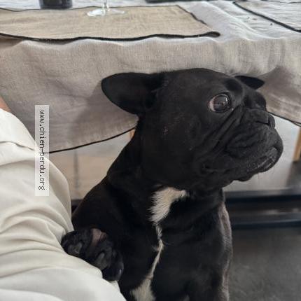 Photo de chien perdu à Bordeaux