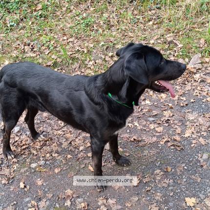 Photo 1/1 Chien retrouvé Perdu à Cuguron